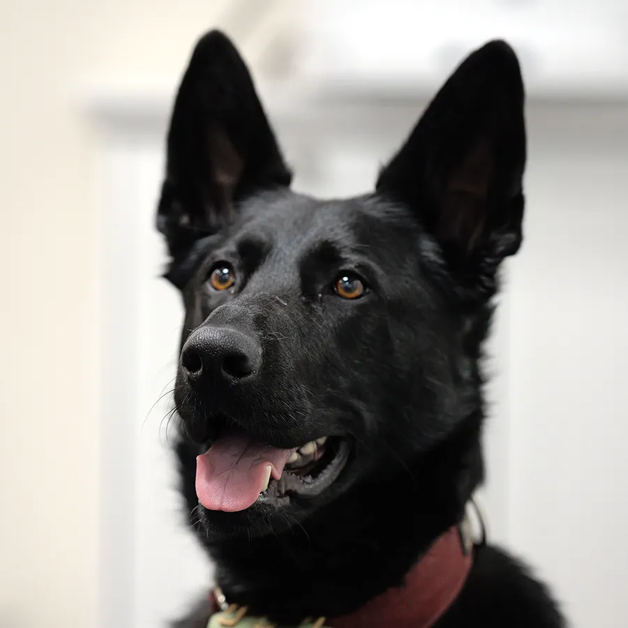 perspektive-wir_hund_ferry